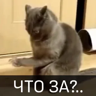 Sticker from Котейкин стикерпак