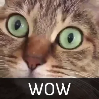 Sticker from Котейкин стикерпак