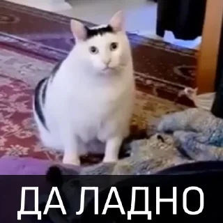 Sticker from Котейкин стикерпак