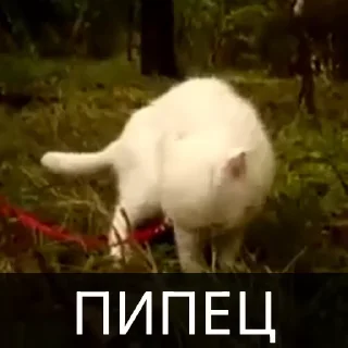Sticker from Котейкин стикерпак