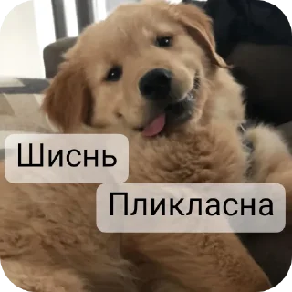 🙂 emoji @Lolabomre1111111 Telegram sticker 16 of 22