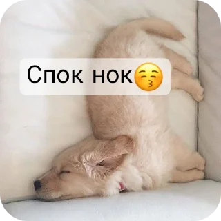 🐱 emoji @Lolabomre1111111 Telegram sticker 9 of 22