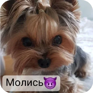 😈 emoji @Lolabomre1111111 Telegram sticker 19 of 22