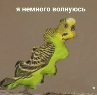🥶 emoji Саня Хуй соси Telegram sticker 19 of 57