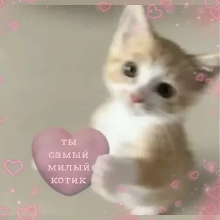Sticker from китис