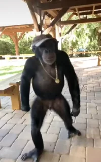 🐵 emoji Шимпанзе от @BandoBebezian by @offstikbot by @offstikbot Telegram sticker 20 of 75