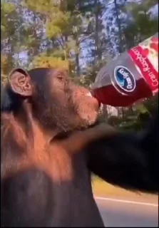 🐵 emoji Шимпанзе от @BandoBebezian by @offstikbot by @offstikbot Telegram sticker 24 of 75