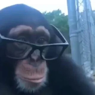 🐵 emoji Шимпанзе от @BandoBebezian by @offstikbot by @offstikbot Telegram sticker 21 of 75