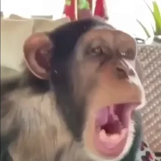 🐵 emoji Шимпанзе от @BandoBebezian by @offstikbot by @offstikbot Telegram sticker 19 of 75