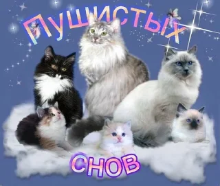 Sticker from Кити Кэт пикчи