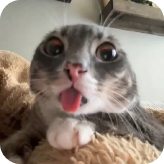 Sticker from котэкэ