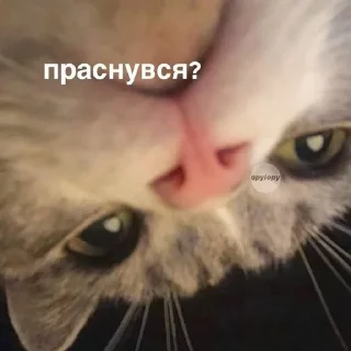 Sticker from Хз что за стикеры