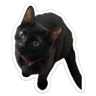 Sticker from Кот.Долбик