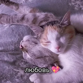 Sticker from Китолицизм