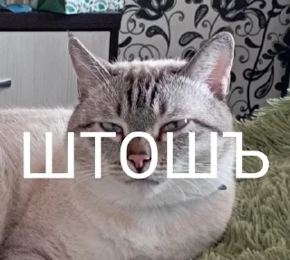 Sticker from Китолицизм