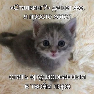 Sticker from котытытытыт
