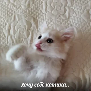 🌟 emoji китики Telegram sticker 20 of 25