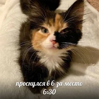 🌟 emoji китики Telegram sticker 14 of 25