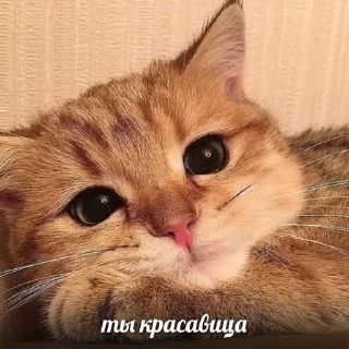 🌟 emoji китики Telegram sticker 12 of 25