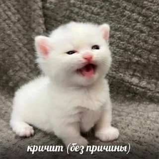 🌟 emoji китики Telegram sticker 11 of 25