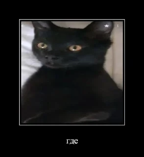 коты на все случаи жизни sticker 4