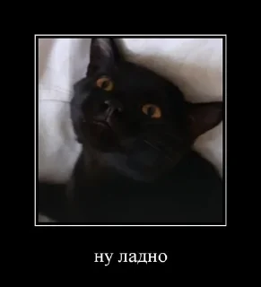 коты на все случаи жизни sticker 2