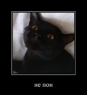 коты на все случаи жизни sticker 1