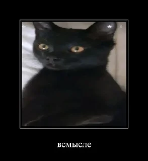 коты на все случаи жизни sticker 3