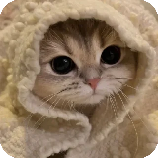 Sticker from Милые котята/⁠ᐠ⁠｡⁠ꞈ⁠｡⁠ᐟ⁠\