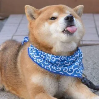 Sticker from Shiba