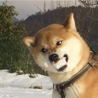 Sticker from Shiba