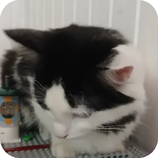 🐱 emoji СВО май 2024 Telegram sticker 7 of 120