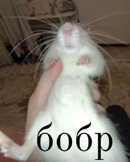 Sticker from Михалыч и его друзья