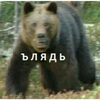 😂 emoji Сосиска в тесте by @sticat_app Telegram sticker 20 of 73
