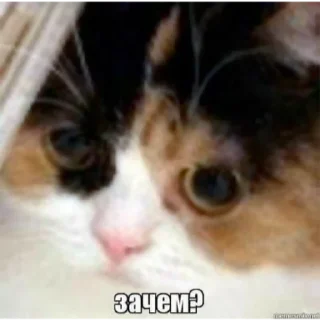 😂 emoji Сосиска в тесте by @sticat_app Telegram sticker 21 of 73