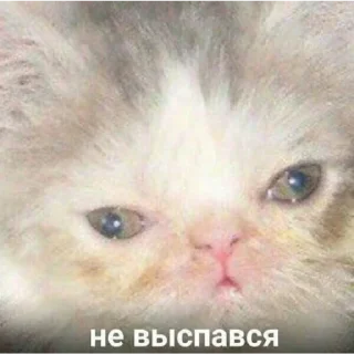 😂 emoji Сосиска в тесте by @sticat_app Telegram sticker 19 of 73
