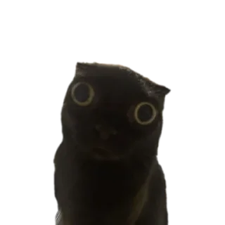 🐱 emoji Ла ла ла ла ла Telegram sticker 13 of 54