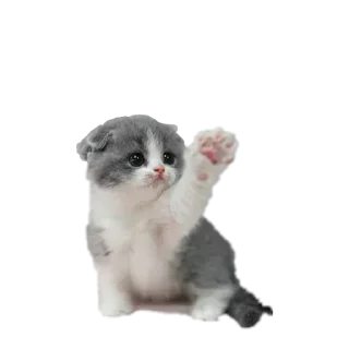 😼 emoji 🎀 ➡️ @Ctikerubot Telegram sticker 12 of 51