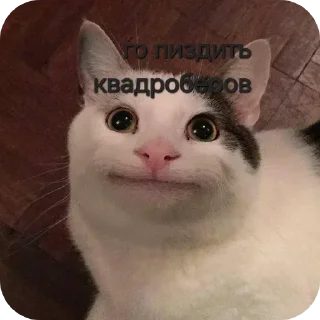 🐱 emoji Мико тупой и тяночка, омежка pack by @QuotLyBot Telegram sticker 9 of 73