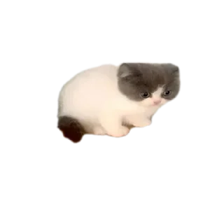 🐱 emoji @STICKRULE <- БОЛЬШЕ Telegram sticker 6 of 57