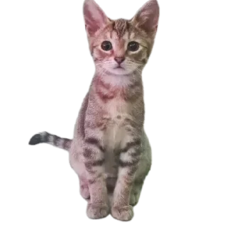 🐱 emoji @STICKRULE <- БОЛЬШЕ Telegram sticker 16 of 57