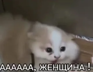 🌟 emoji Ах ты пупсик🥵🥵🥵 Telegram sticker 24 of 120