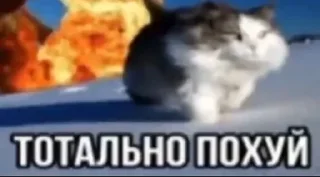 🌟 emoji Ах ты пупсик🥵🥵🥵 Telegram sticker 14 of 120