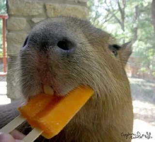 Sticker from CAPYBARA