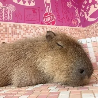 Sticker from CAPYBARA