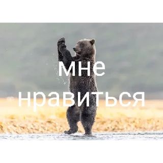 Sticker from Медведи 4
