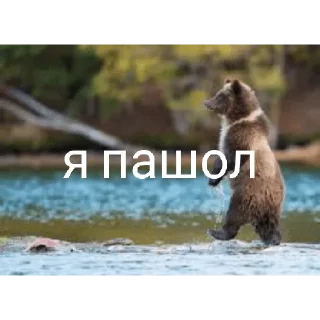 Sticker from Медведи 4