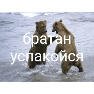 Sticker from Медведи 4