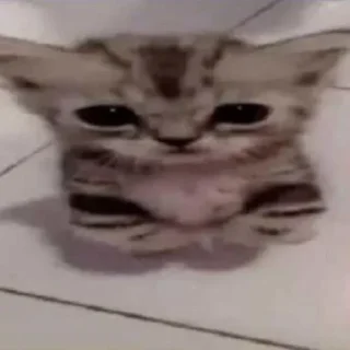 Sticker from котики лины