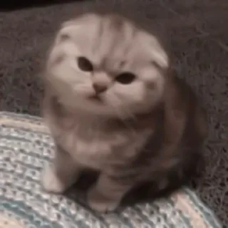 Sticker from котики лины